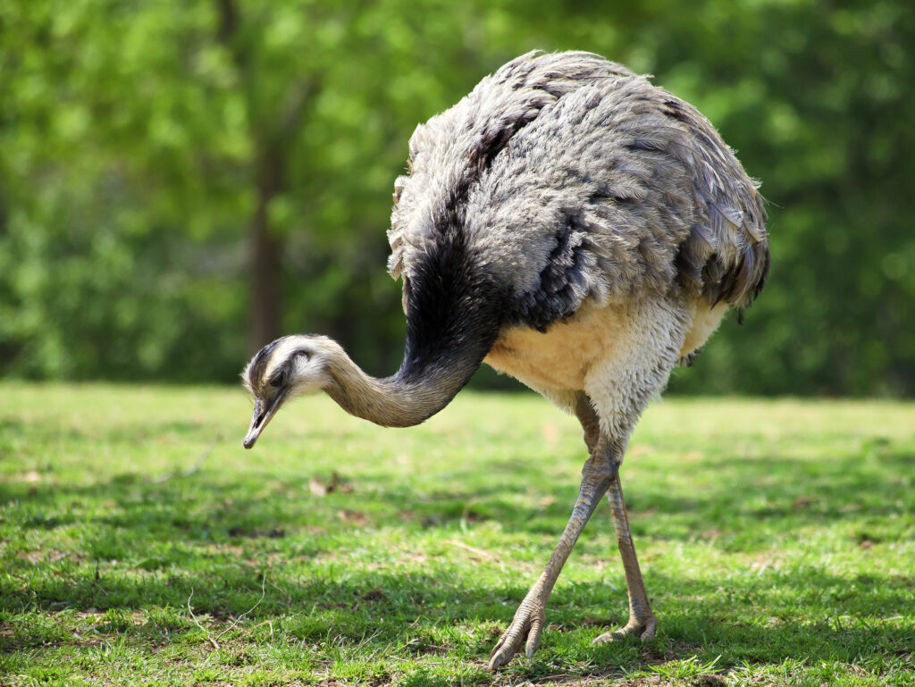 Raising Rhea Birds to Diversify - Backyard Poultry